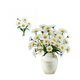Witte Margrietjes
