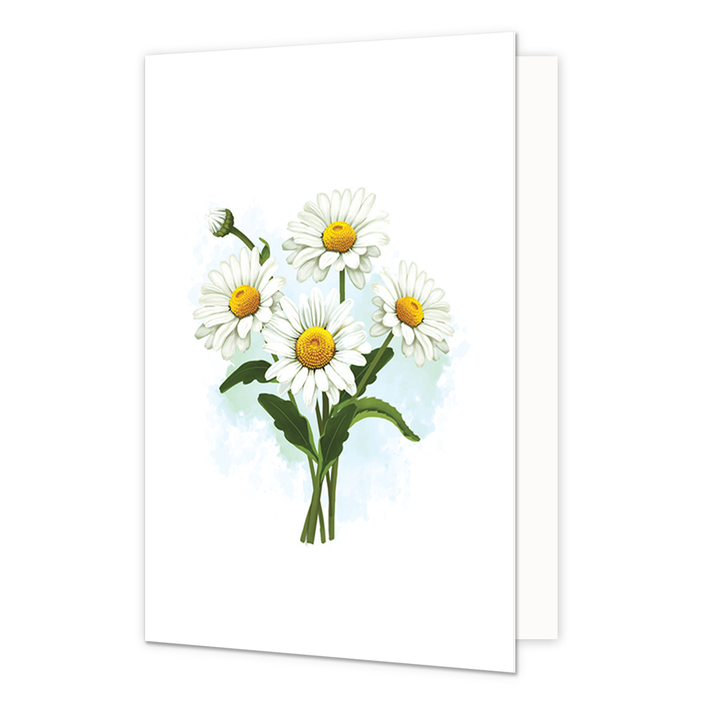 Witte Margrietjes