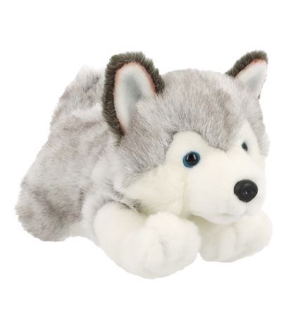 Knuffel puppy husky - Deze knuffel husky heeft een zachte, grijs-witte pluche vacht en ligt in een liggende houding. De husky is voorzien van opstaande oren met een lichte binnenkant, opvallende blauwe ogen, een zwarte neus en een witte snuit en poten. - Snelwenskaart