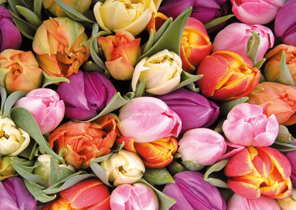 Postcard Tulpen - 10 stuks