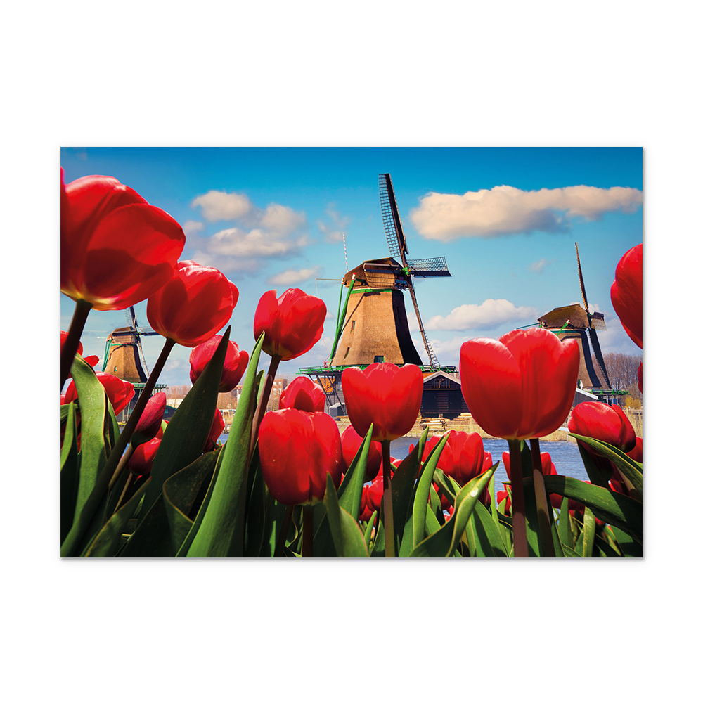 Postcard Tulpen en molen - 10 stuks - Formaat: Normaal - Vorm: Liggend - Postcards - Op deze postcard staat een tulpenveld met een molen. - Snelwenskaart