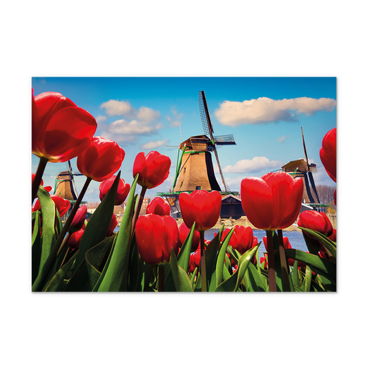 Postcard Tulpen en molen - 10 stuks - Formaat: Normaal - Vorm: Liggend - Postcards - Op deze postcard staat een tulpenveld met een molen. - Snelwenskaart