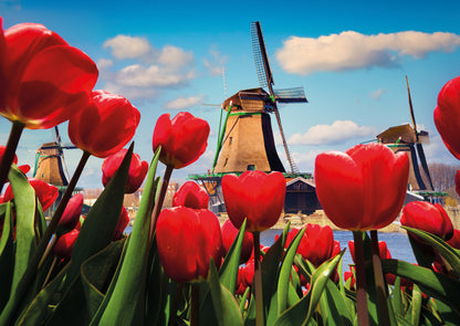 Postcard Tulpen en molen - 10 stuks