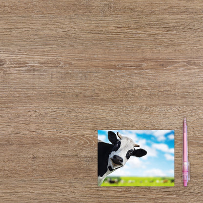 Postcard Koe - 10 stuks