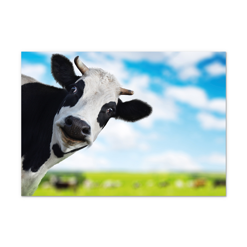 Postcard Koe - 10 stuks