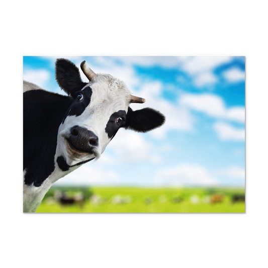 Postcard Koe - 10 stuks