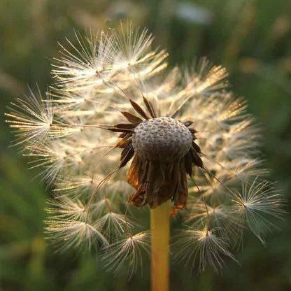 Op deze wenskaart staat een foto van een paardenbloem.