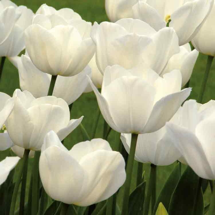Op deze wenskaart staat een foto van witte tulpen.
