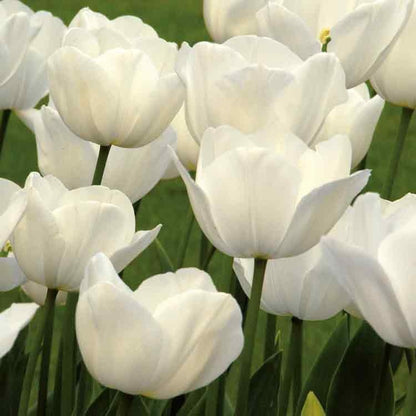 Op deze wenskaart staat een foto van witte tulpen.