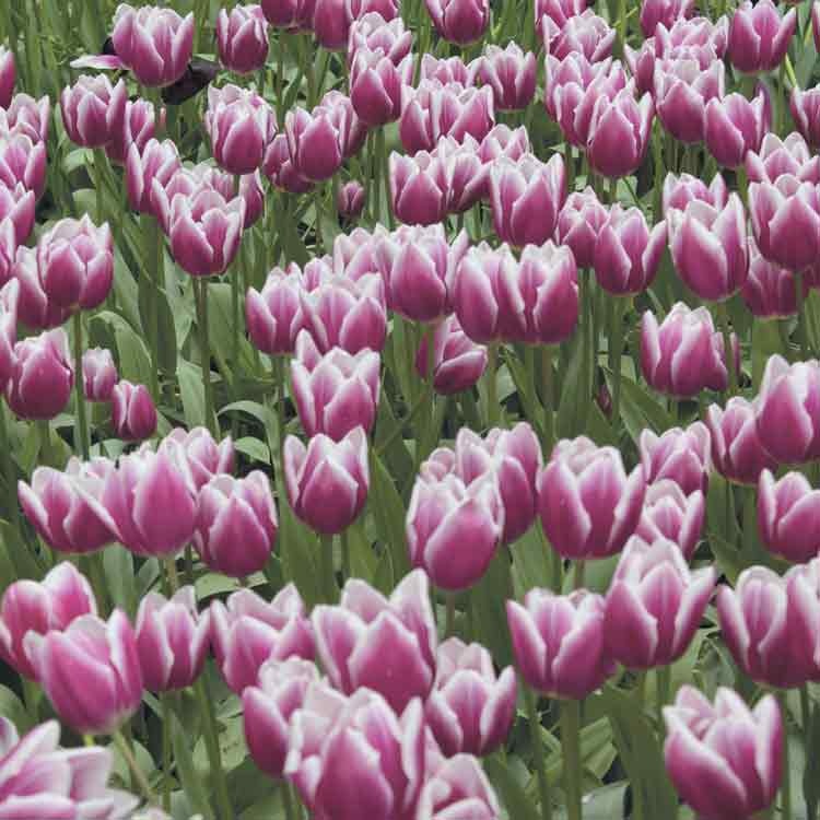 Op deze wenskaart staat een foto van een veld paarse tulpen.