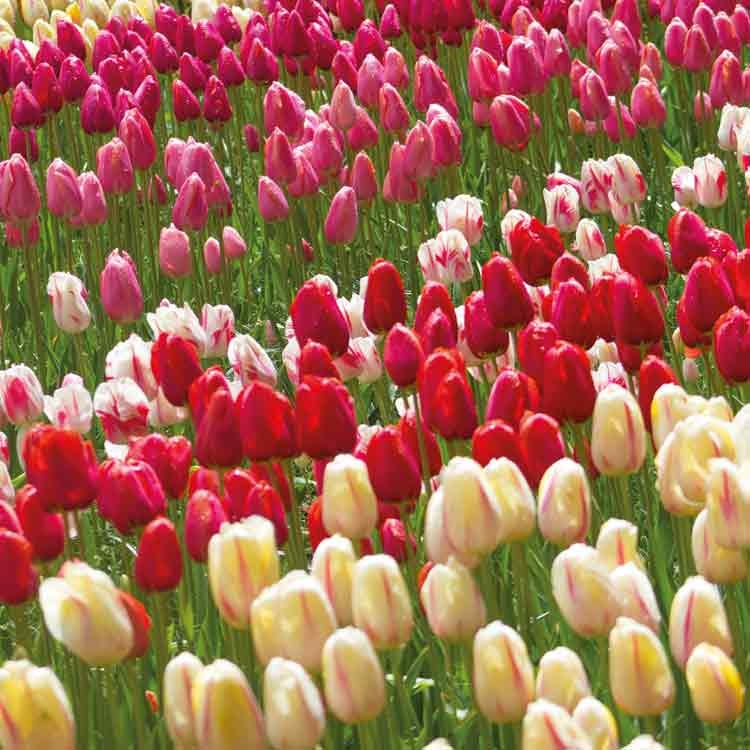 Op deze wenskaart staat een foto van een veld tulpen.