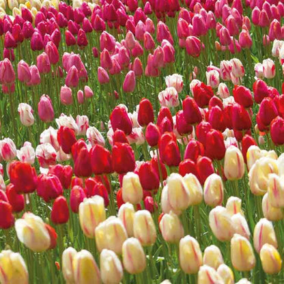 Op deze wenskaart staat een foto van een veld tulpen.
