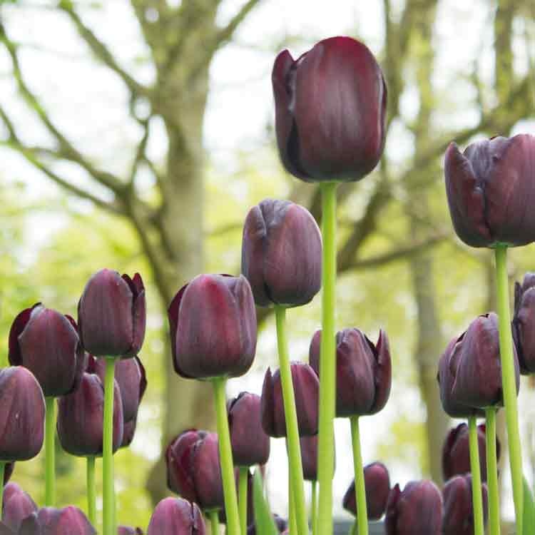 Op deze wenskaart staat een foto van donkerkleurige tulpen.