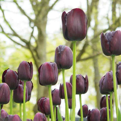 Op deze wenskaart staat een foto van donkerkleurige tulpen.