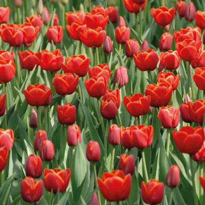 Op deze wenskaart staat een veld rode tulpen.