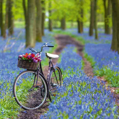 Op deze wenskaart staat een foto van een fiets die in het bos staat tussen blauwe bloemen.