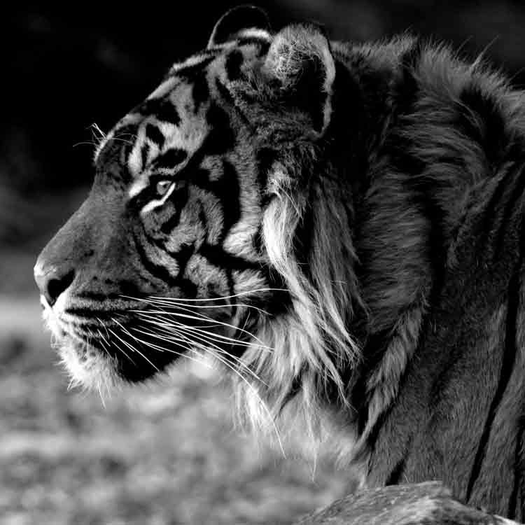 Op deze wenskaart staat een zwart/wit foto van een tijger.