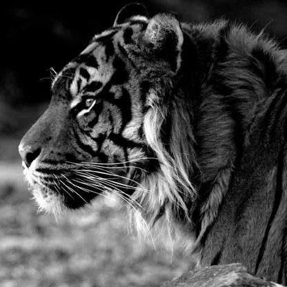 Op deze wenskaart staat een zwart/wit foto van een tijger.