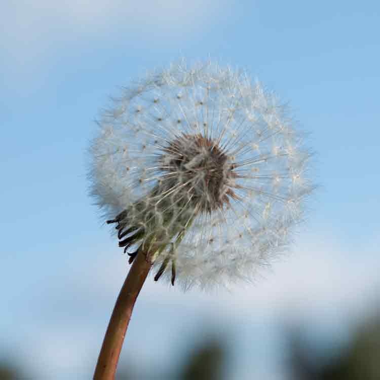 Op deze wenskaart staat een foto van een paardenbloem 