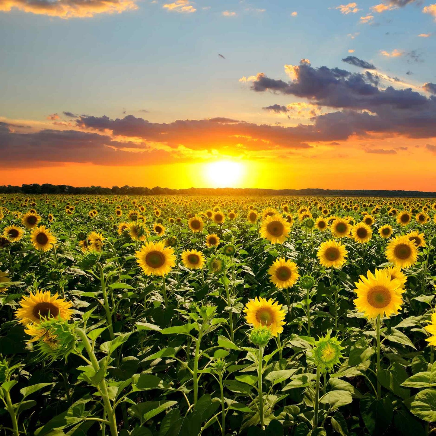 Op deze wenskaart staat een foto van een veld met zonnebloemen.
