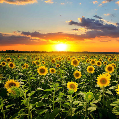 Op deze wenskaart staat een foto van een veld met zonnebloemen.