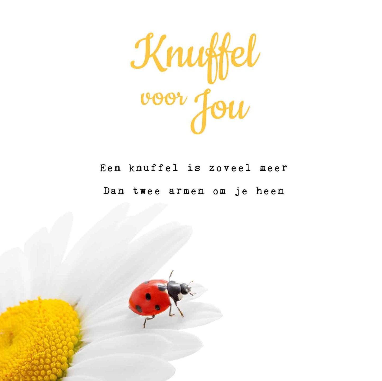 Op deze wenskaart staat een lieveheersbeestje op een witte bloem met daarboven de tekst: "Knuffel voor jou. Een knuffel is zoveel meer dan twee armen om je heen".