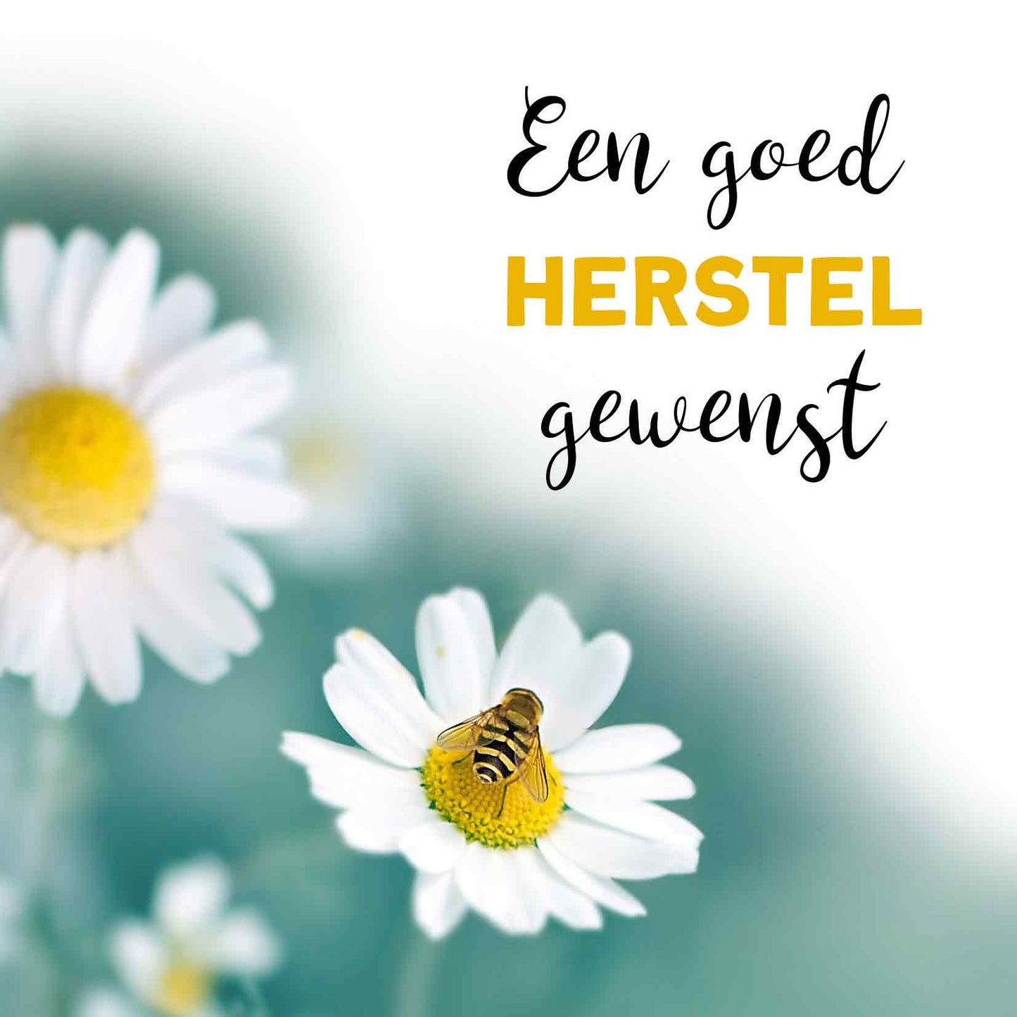 Op deze wenskaart staan witte bloemen en een bij, met daarnaast de tekst: "Een goed herstel gewenst".