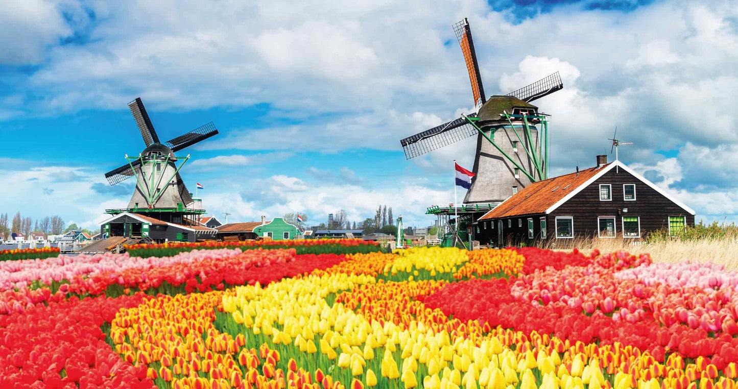 Tulpenveld