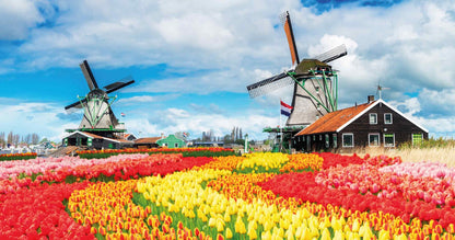 Tulpenveld