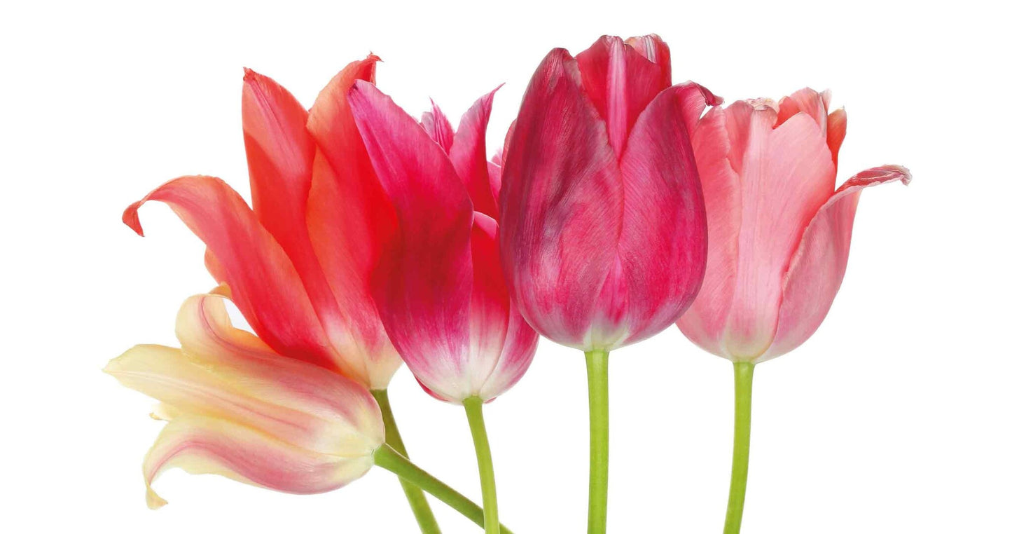 Roze tulpen
