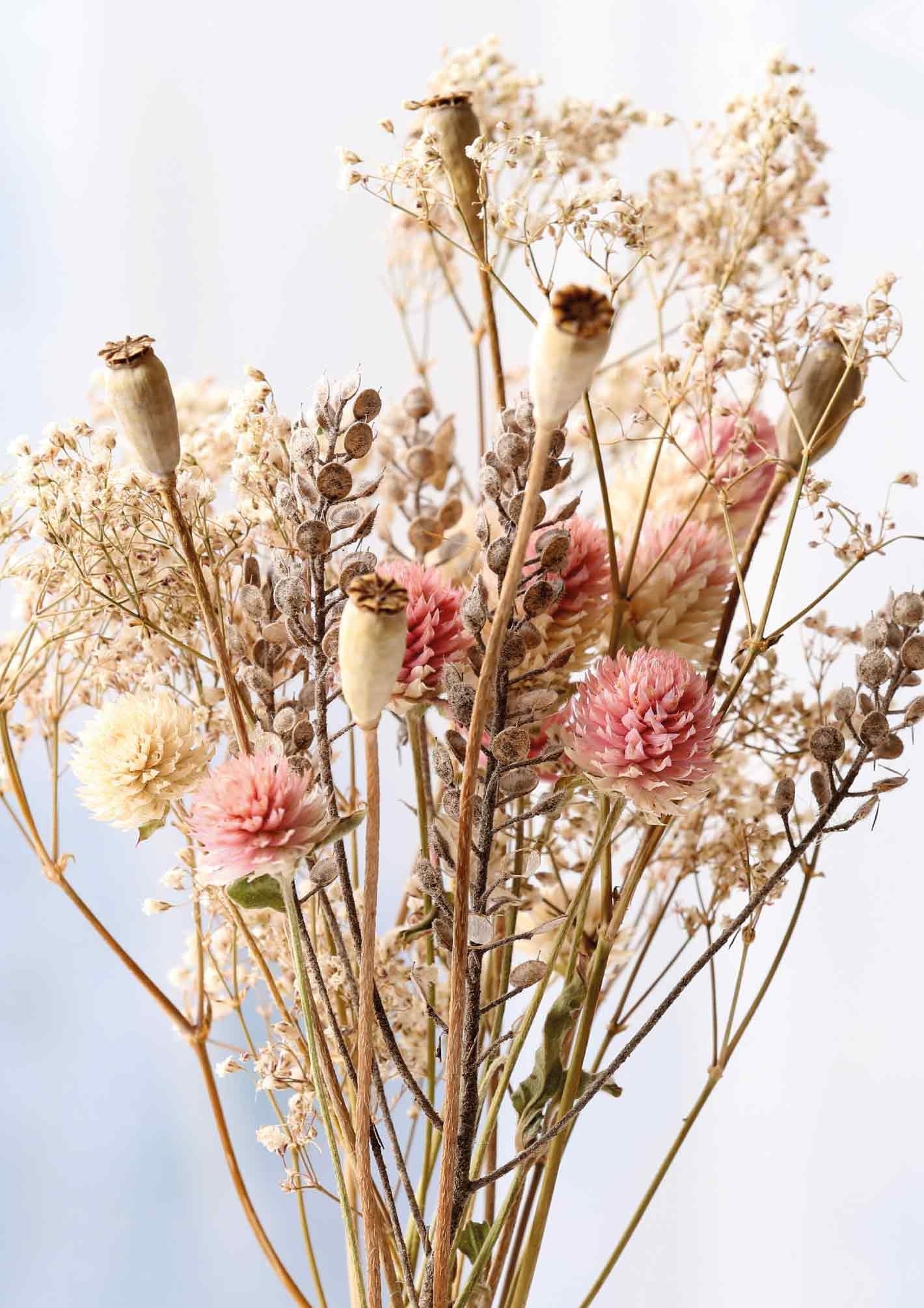 Blanco droog bloemen