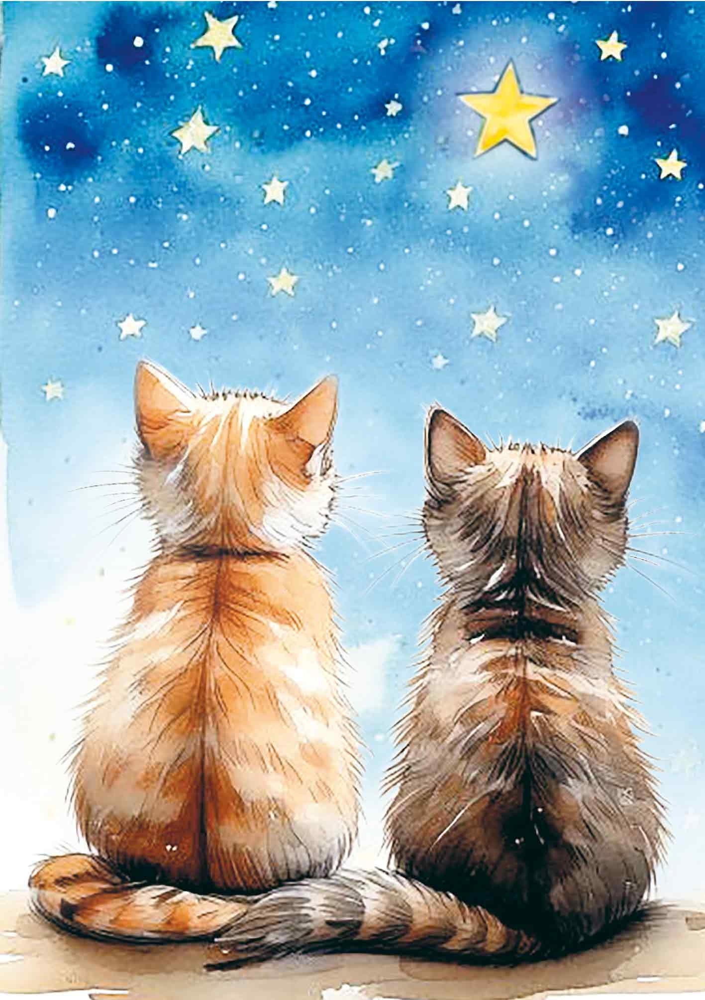 Poezen katten en sterren