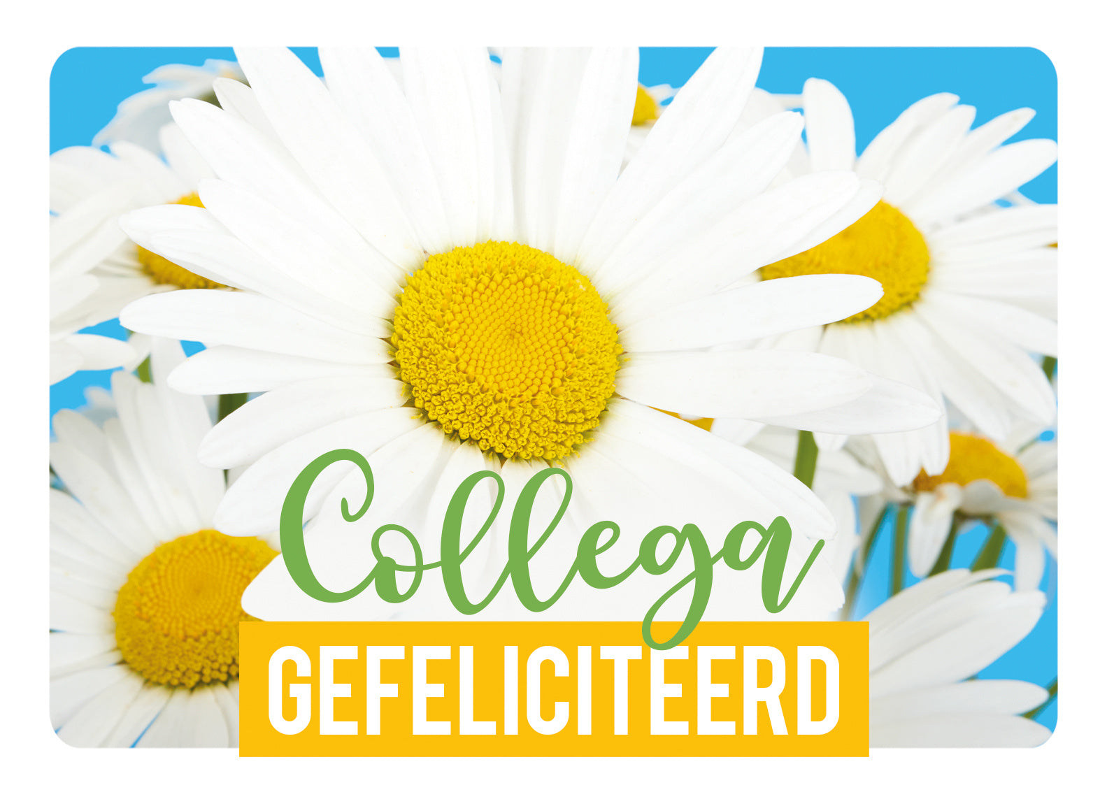 Op deze wenskaart staan madeliefjes met de tekst: "Collega gefeliciteerd".