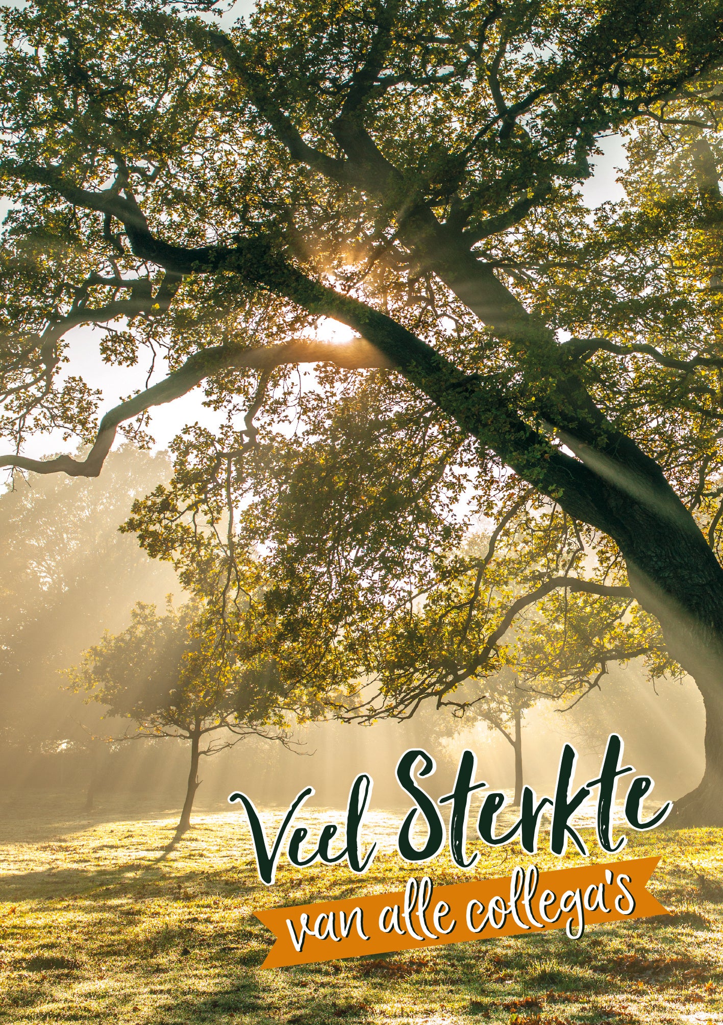 Op deze wenskaart staan bomen waar de zon doorheen schijnt met de tekst: "Veel sterkte van alle collega's".