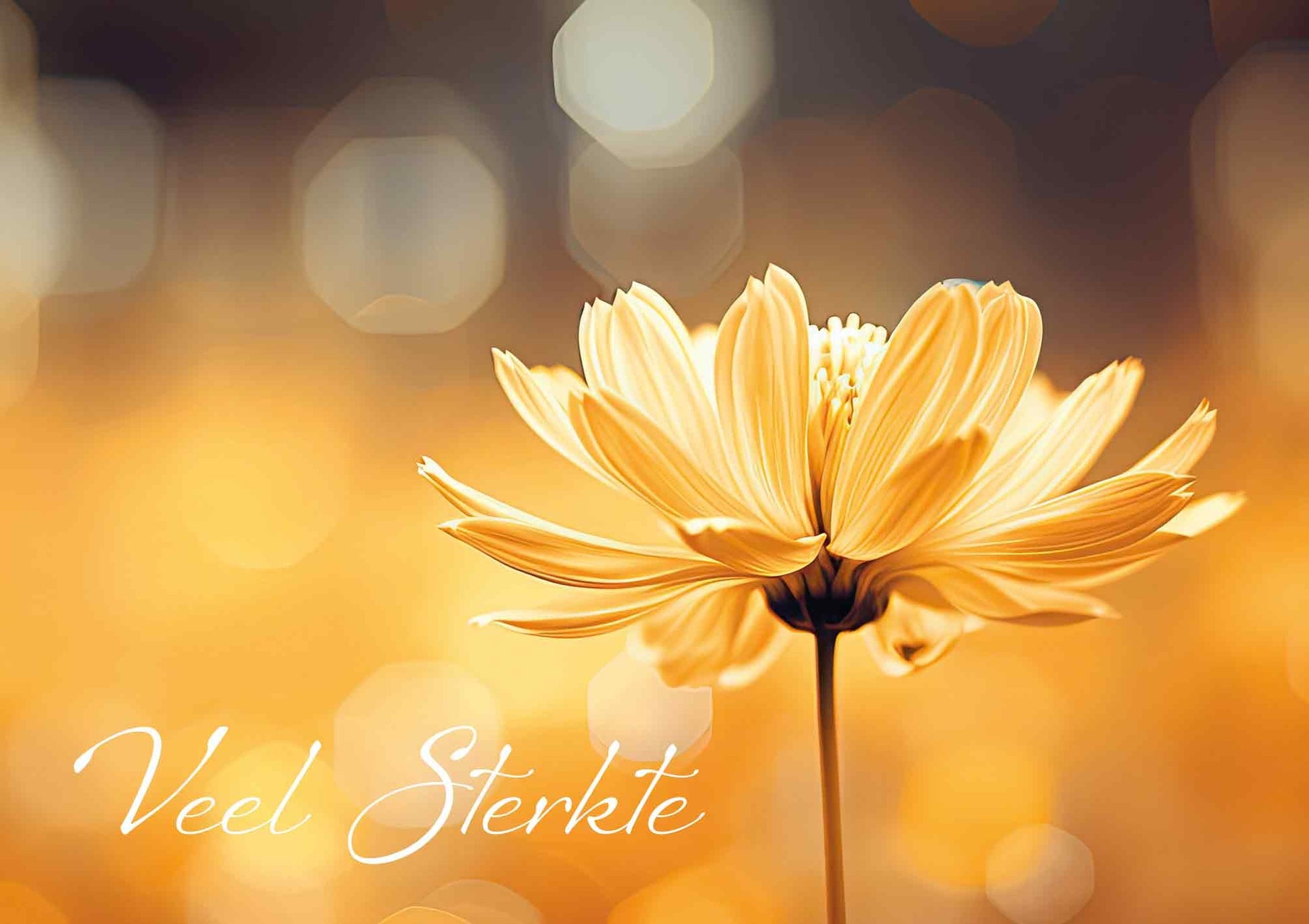 Op deze wenskaart staat een gele bloem met daarnaast de tekst: "Veel sterkte".